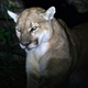 An unrelated mountain lion